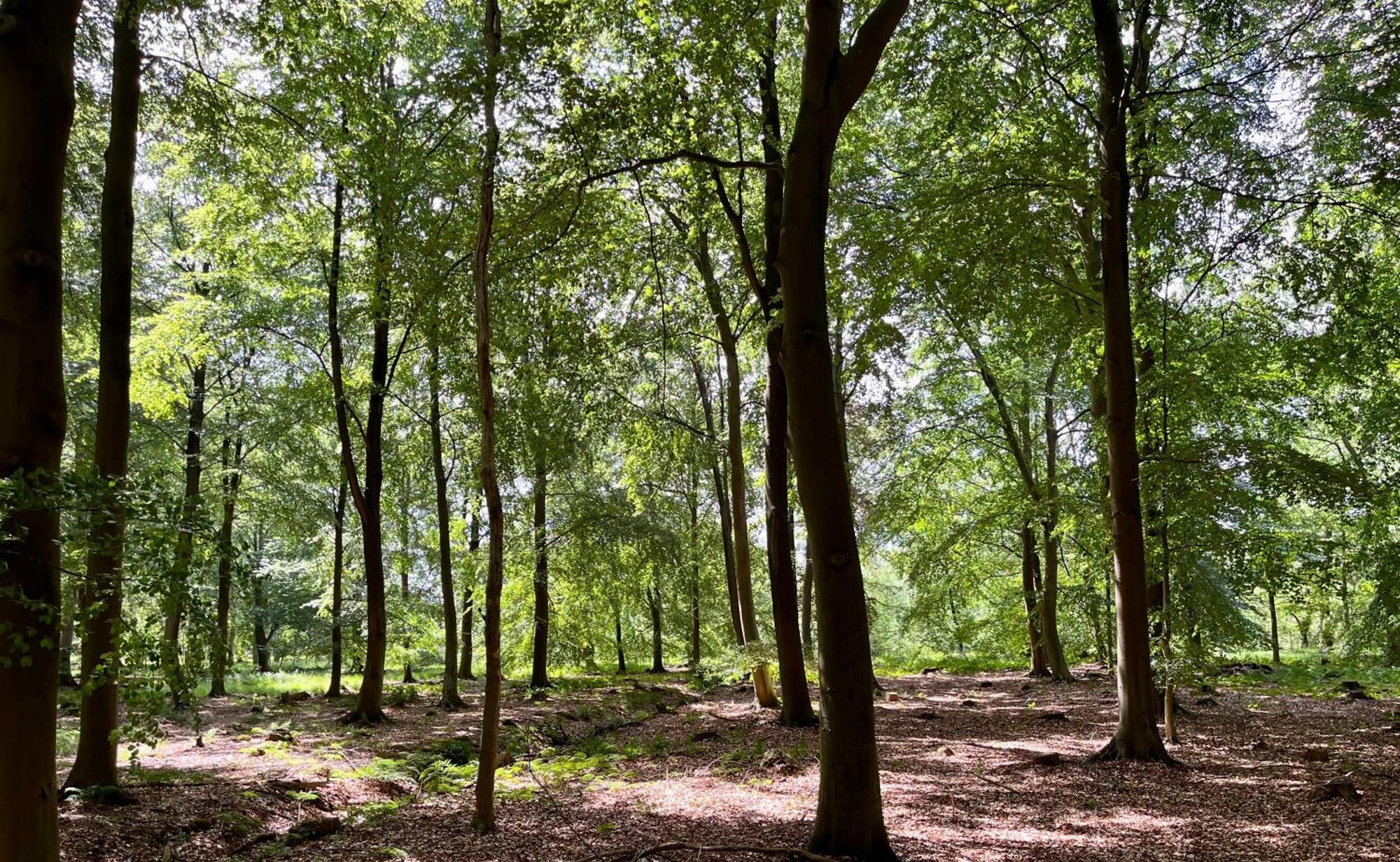 Landzicht Natuur Rust En Ruimte 奥斯特沃尔德 外观 照片
